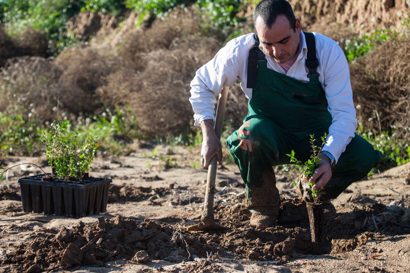 Proyecto Albufera. Plantación de especies autóctonas.