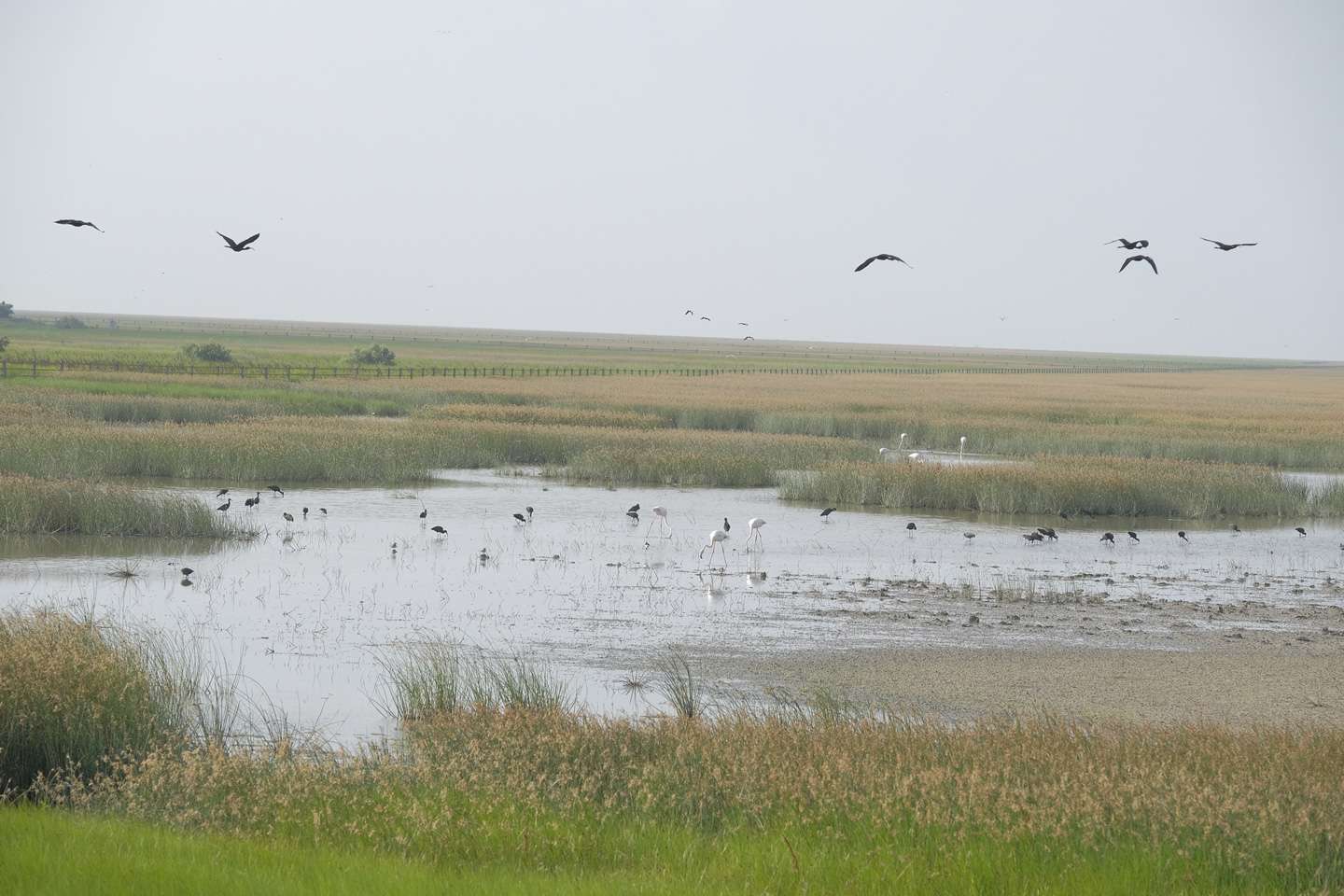 Proyecto Doñana.