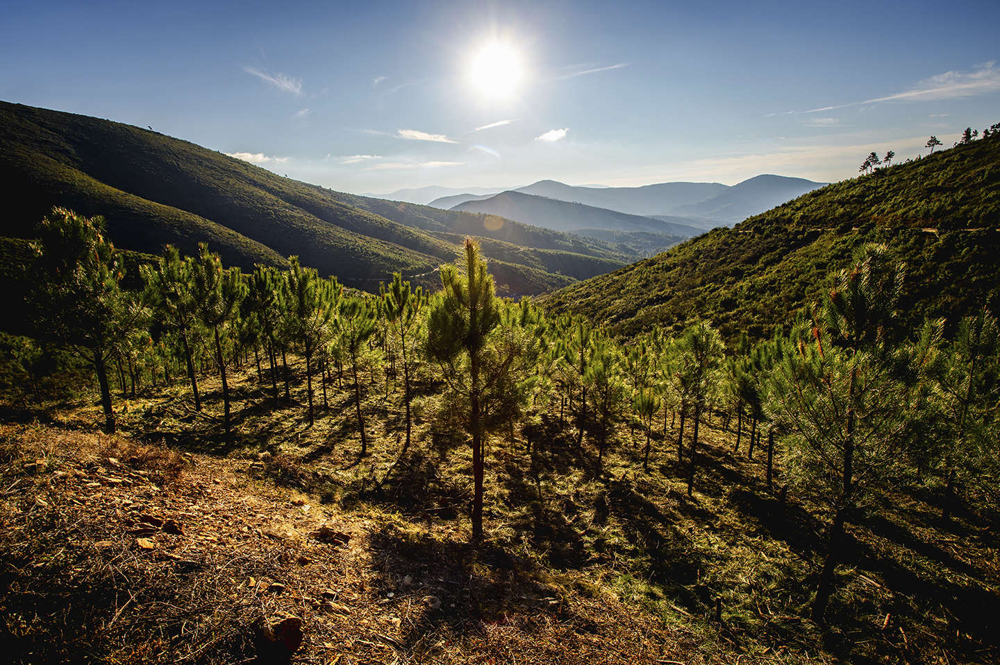 Motor Verde: sembrar oxígeno para la transición energética